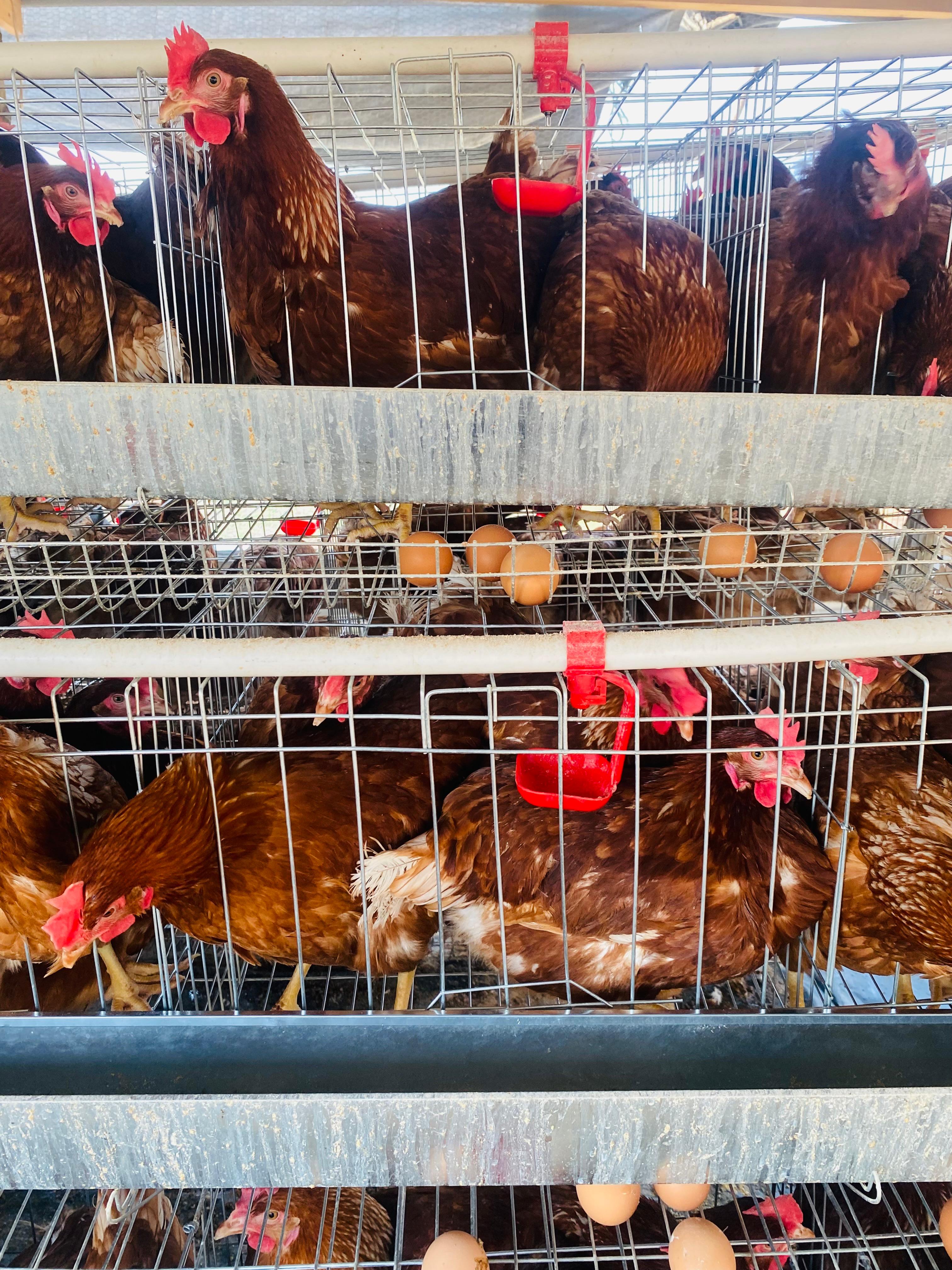 Beautiful farm landscape